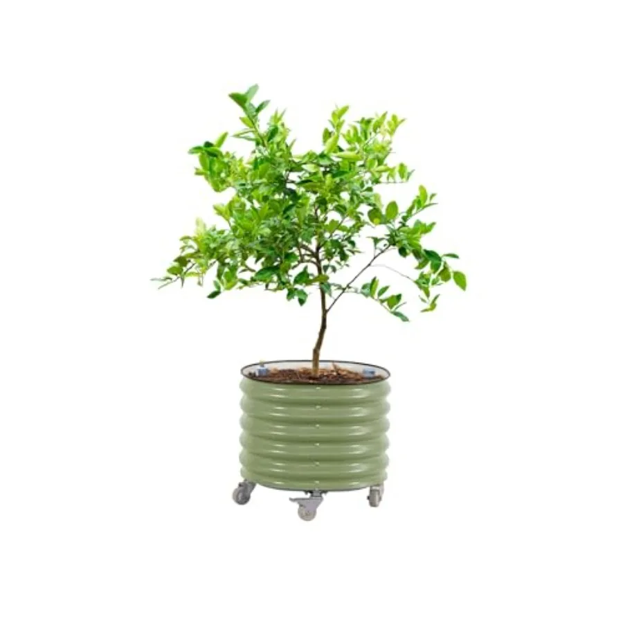 Rolling Citrus Tree Planter Ge - Self-Watering Planter 评论和价格