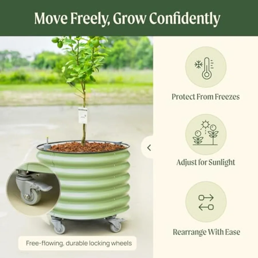 Rolling Citrus Tree Planter Ge - Self-Watering Planter 评论和价格