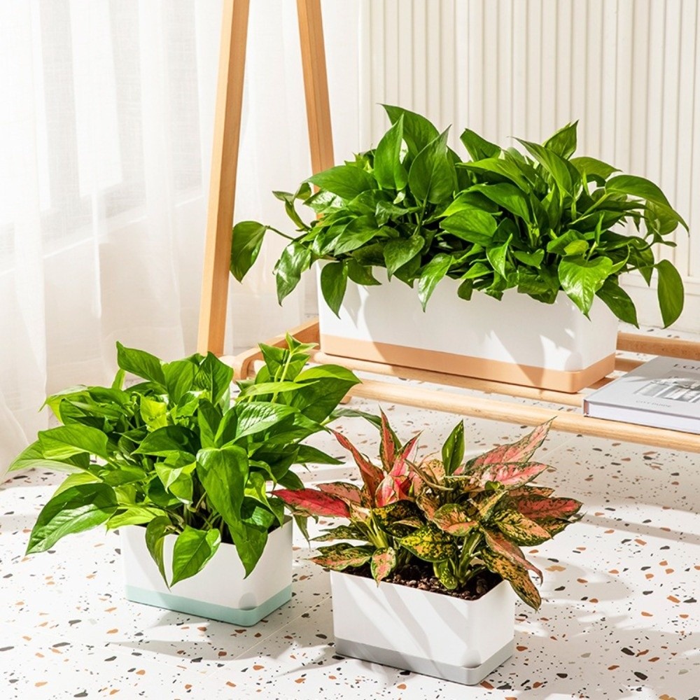 Simple Square Shape Self Water - Self-Watering Planter 评论和价格
